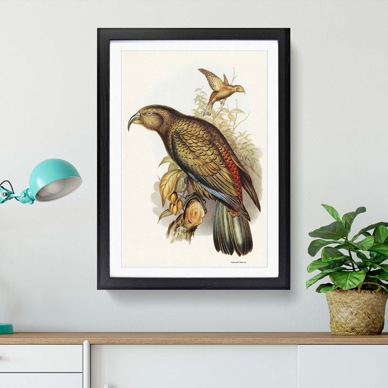 Kea Parrot by Elizabeth Gould - Picture Frame Graphic Art Print, Black Framed, 36cm H x 27cm W x 2cm D