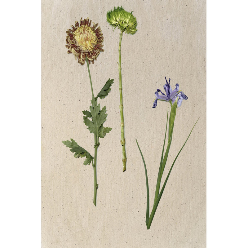 Pretty Pressed Flowers III by Melissa Wang - Wrapped Canvas Print, 30cm H x 20cm W x 3.8cm D