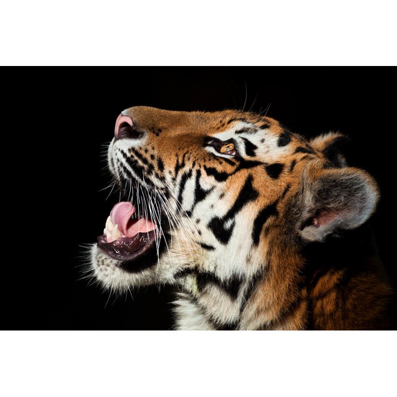 Closeup Of Tiger by Andyworks - Wrapped Canvas Print