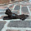 Gonzales Iron Wedge Floor Stop