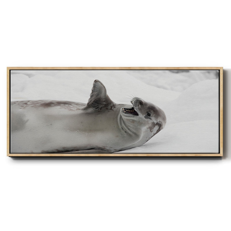 Laughing Seal- Framed Canvas
