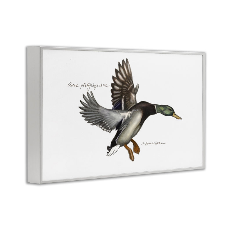 Giclée de canard colvert volant par Jadei, Giclée encadrée blanc bord de mer, H 12 po x l 18 po