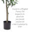 Olive artificielle en pot-748669064