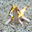 Petite tasse allume-feu Allen - 20 unités-121405678