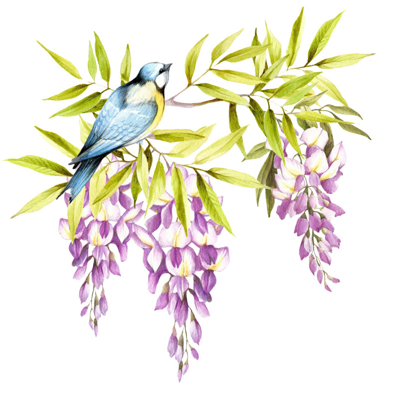 Bird On A Branch Of Wisteria by Oksana Hlianko - Wrapped Canvas Print, 51cm H x 51cm W x 3.8cm D