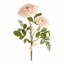 ENGLISH ROSE-1126489248