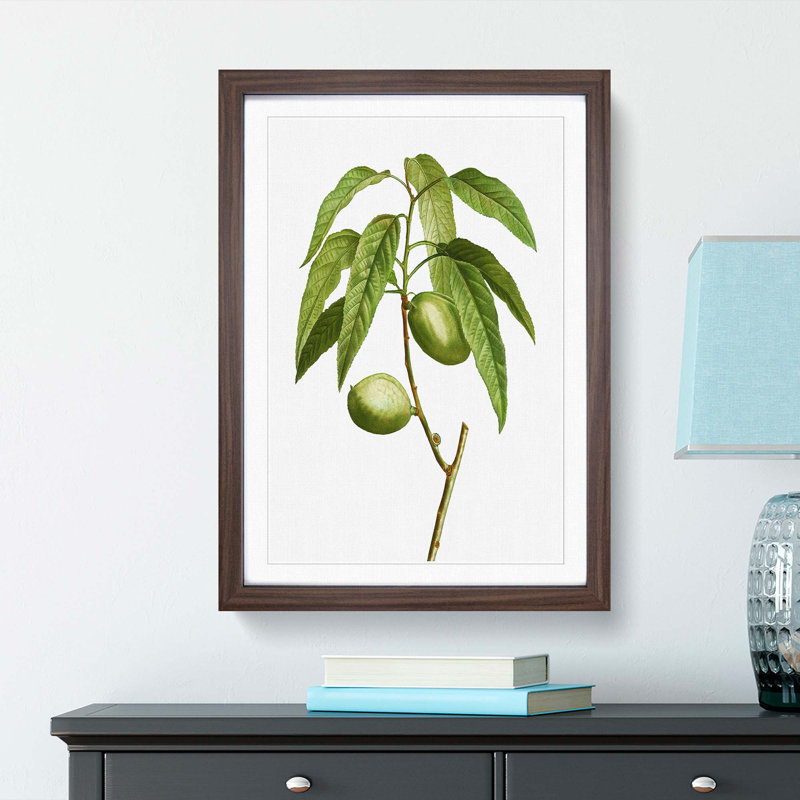 Almond Tree Branch by Pierre-Joseph Redoute - Framed Print, 63cm H x 45cm W x 2cm D, Walnut Framed