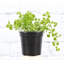 Live Green Baby Tears Pilea Plant-72624850-72624851