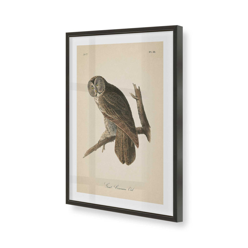 Impression d'un hibou perché dans un, H 25 po x l 19 po x P 1,25 po, Cadre noir satiné