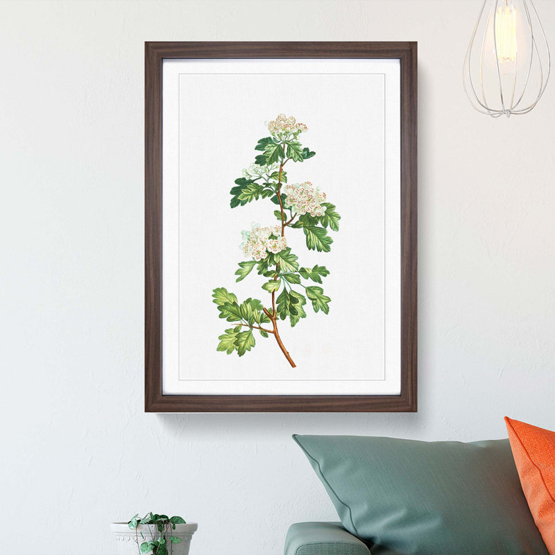 Hawthorn Flowers by Pierre-Joseph Redoute - Picture Frame Painting Print, 36cm H x 27cm W x 2cm D, Walnut Framed
