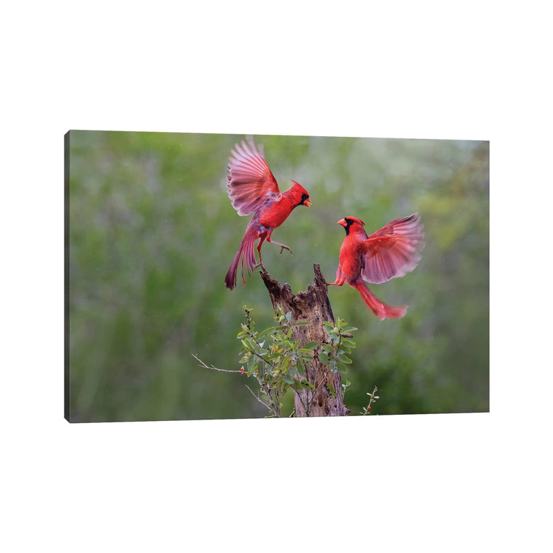 Northern Cardinal Males Fighting. by Larry Ditto - Wrapped Canvas Print, 66.04 cm H x 45.72 cm W x 3.175 cm D