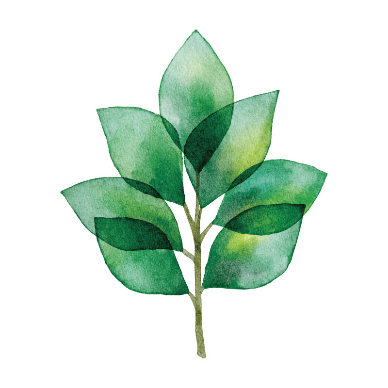 Watercolor Branch With Green Leaves by Saemilee - No Frame Art Prints on Canvas, 91cm H x 91cm W