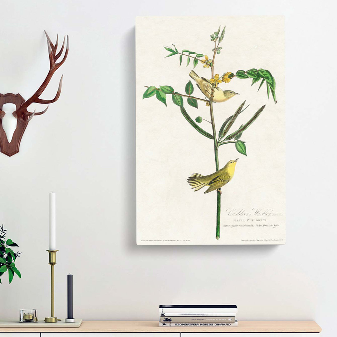Childrens Warbler Birds by John Audubon - Wrapped Canvas