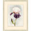 Purple Iris 1 Print