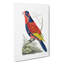 Indian Lory Bird by George Shaw - Wrapped Canvas-55304410
