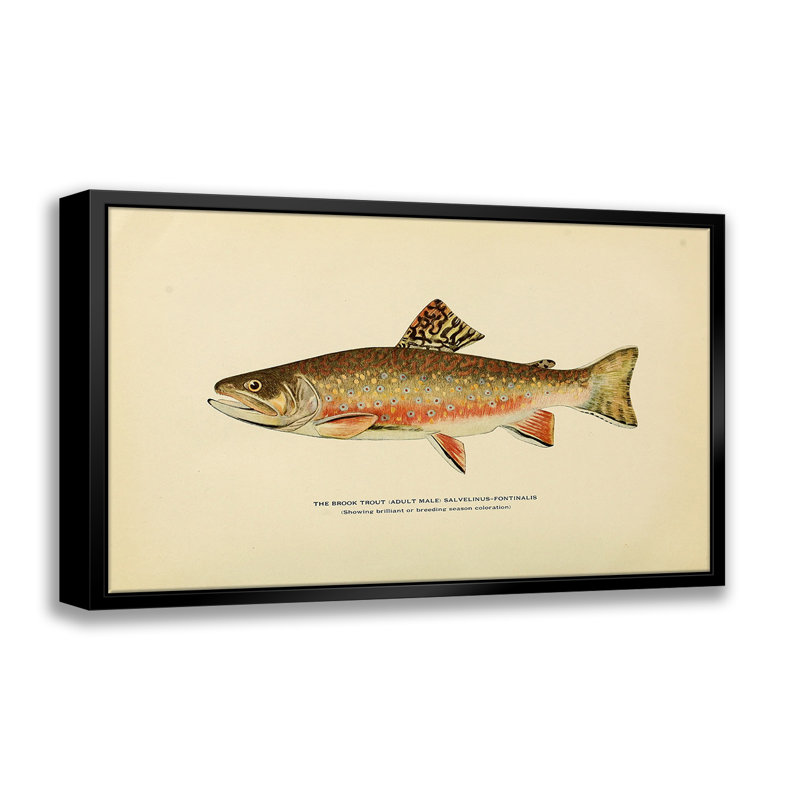 Brook Trout Illustration-giclée sur toile avec cadre flottant, L 16 po x H 20 po
