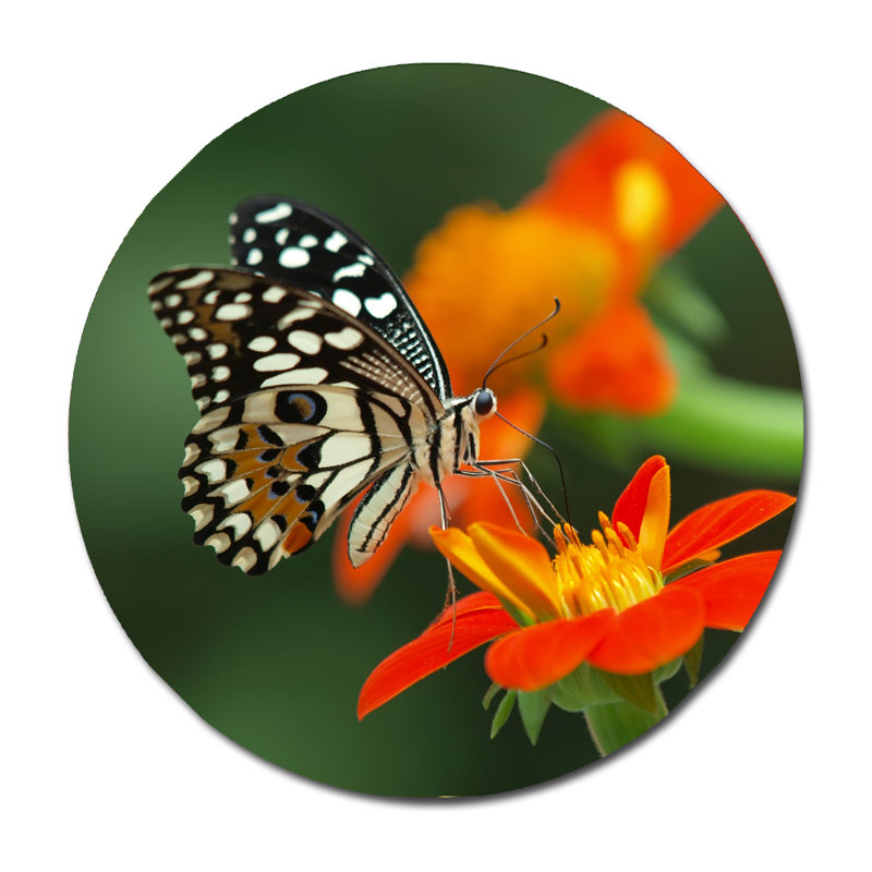 Beautiful Butterfly Print, 24" H x 24" W