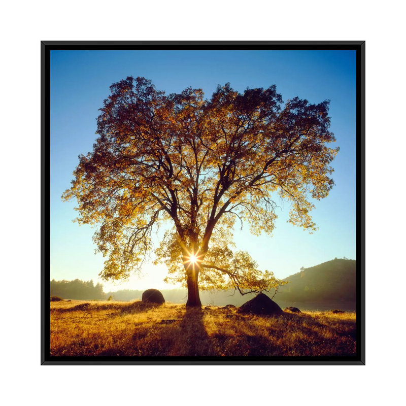 «Majestic Black Oak Under an Autumn Sunrise», reproduction de photo sur toile, H 26 po x l 26 po x P 1,5 po, Pas de tapis