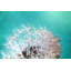 « dandelion two » par sylvia cook-reproduction de photo sur toile tendue-1671626601