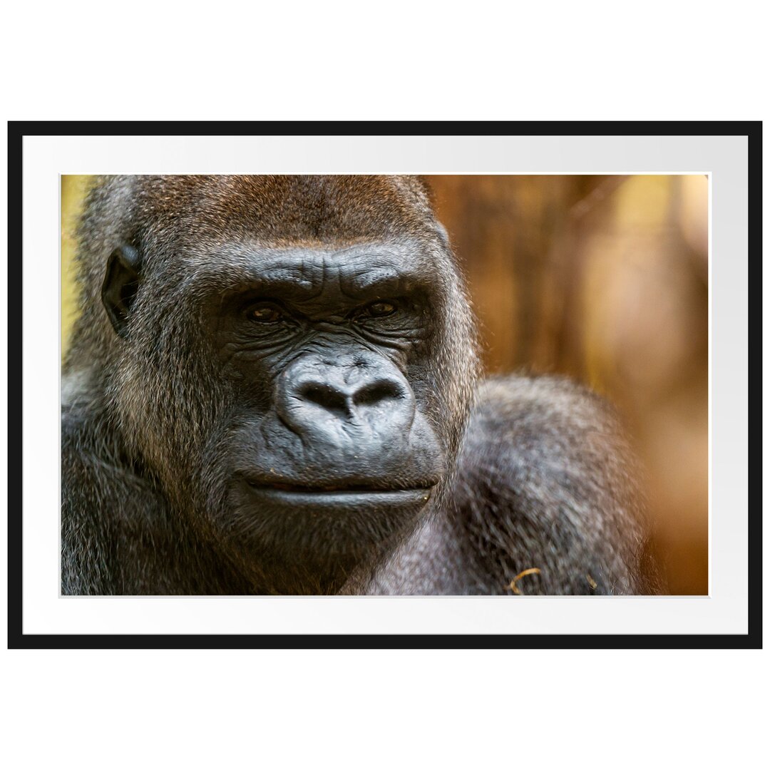 Gerahmtes Poster "Stolzer Gorilla