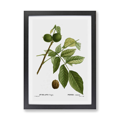English Walnut Tree by Pierre-Joseph Redoute - Framed Print