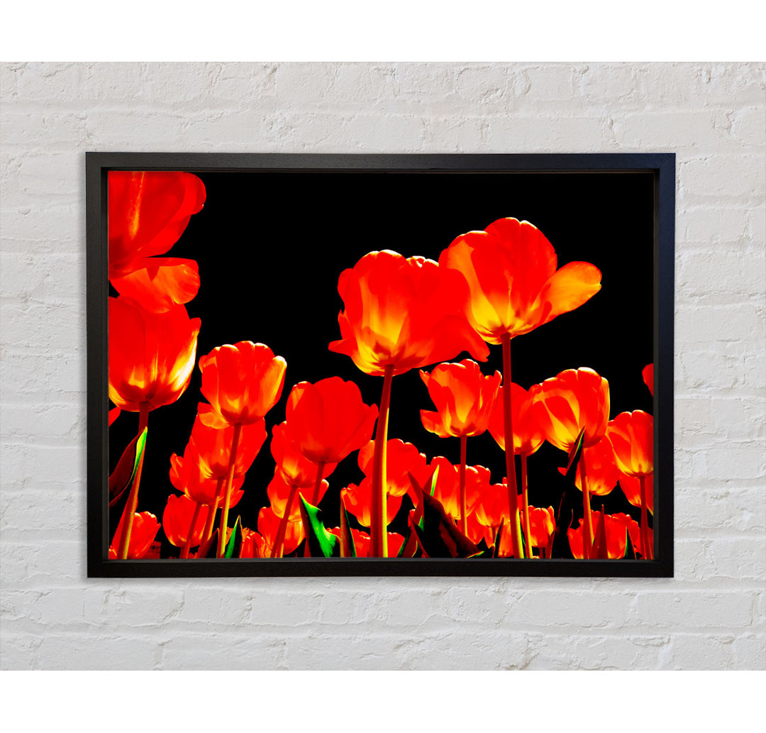 Orange Tulpen Schwarzer Himmel - Einzelner Bilderrahmen Kunstdrucke auf Leinwand