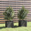 Alatea Wood Planter Box-967479410-967479408