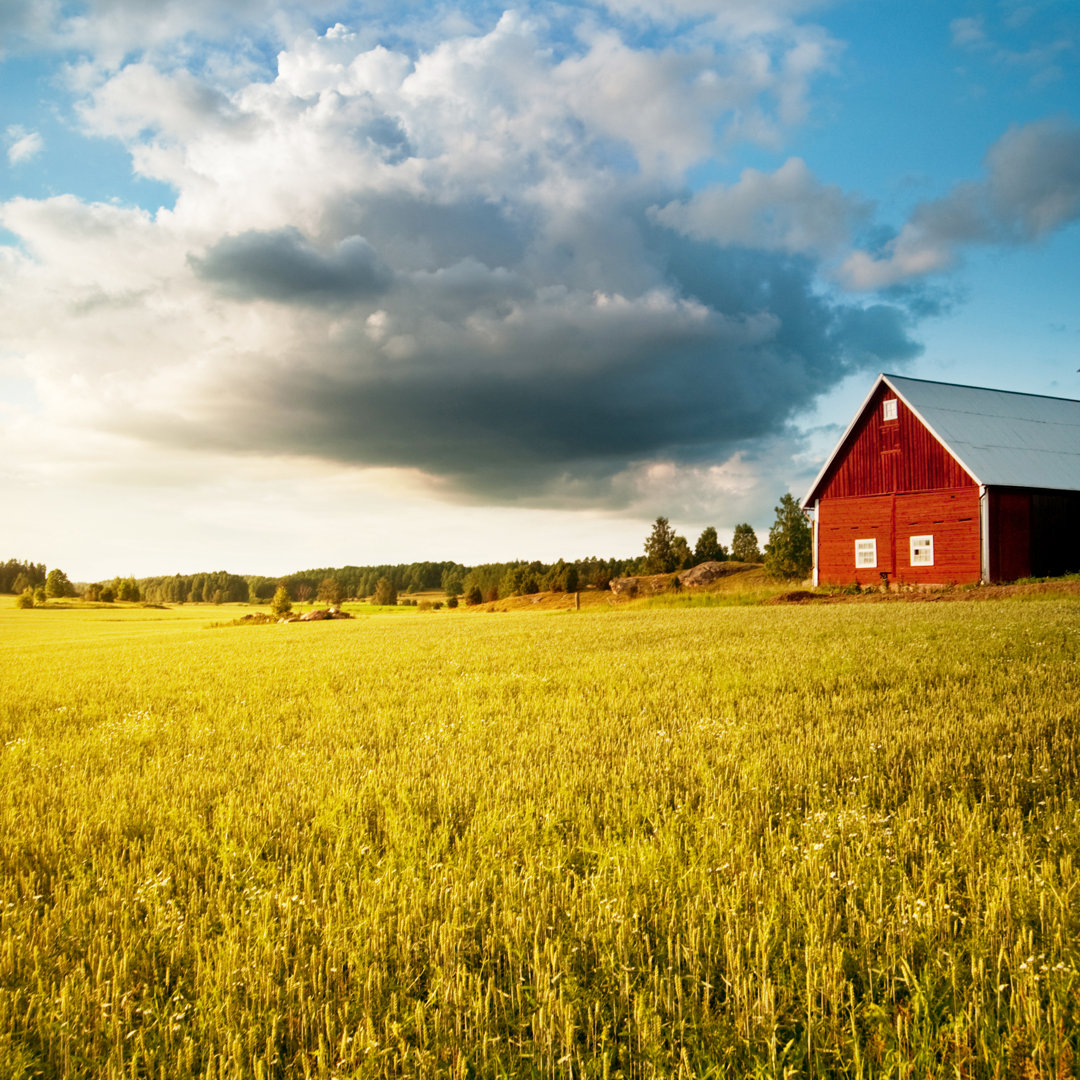 A Farm Field Of Wheat In The Summer by Lkpgfoto - Drucken