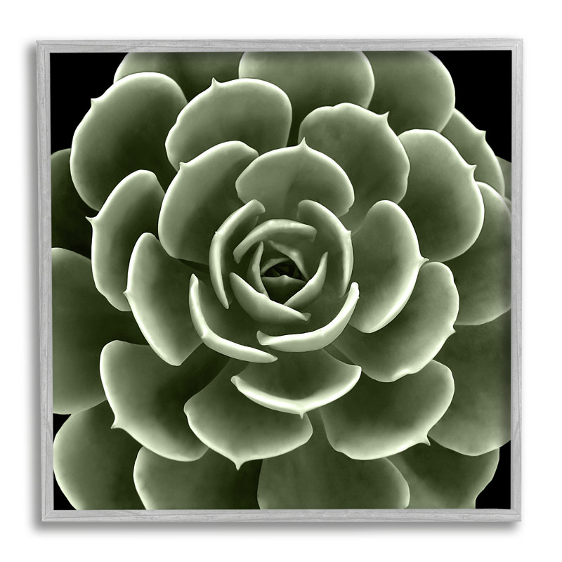 «Rounded Succulent Leaves Botanical» encadré sur bois par Lindsay Benson, peinture, H 24 po x l 24 po x P 1,5 po