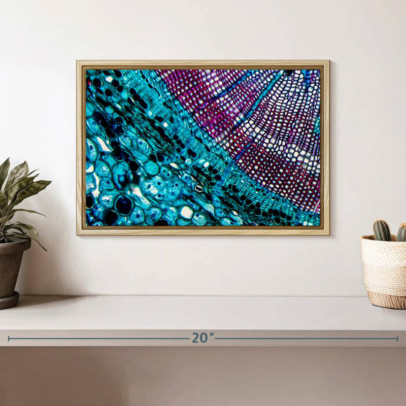 Pine Stem Under Microscope, 13" X 9", Floating Frame Natural Wood