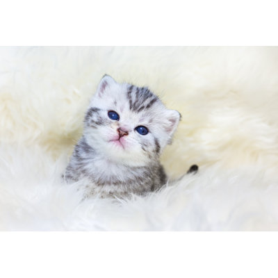 " Kitten On Fur " by Ben-Schonewille
