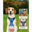 Harnais pour chien avec grand chien