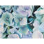 Hydrangea Plant Print On Canvas-98694282