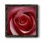 «Mistletoe Couple», peinture sur toile encadrée-894724738-894723607