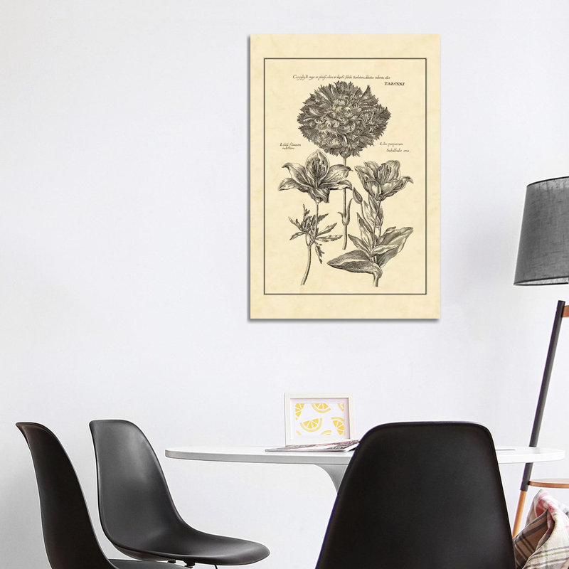 Vintage Besler IV by Basilius Besler - Wrapped Canvas Print, 101.6 cm H x 66.04 cm W x 3.175 cm D