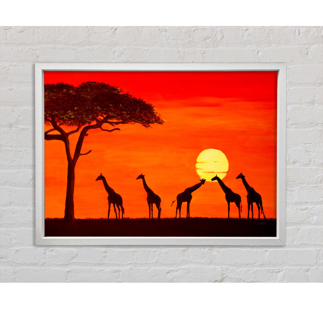 Giraffen bei Sonnenuntergang - Druck