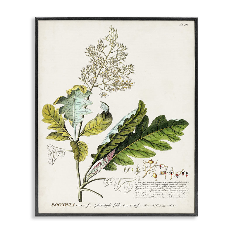 Illustration rétro de la plante botanique, estampe numérique par Inconnu, Giclée encadrée noir minuit, H 30 po x l 24 po