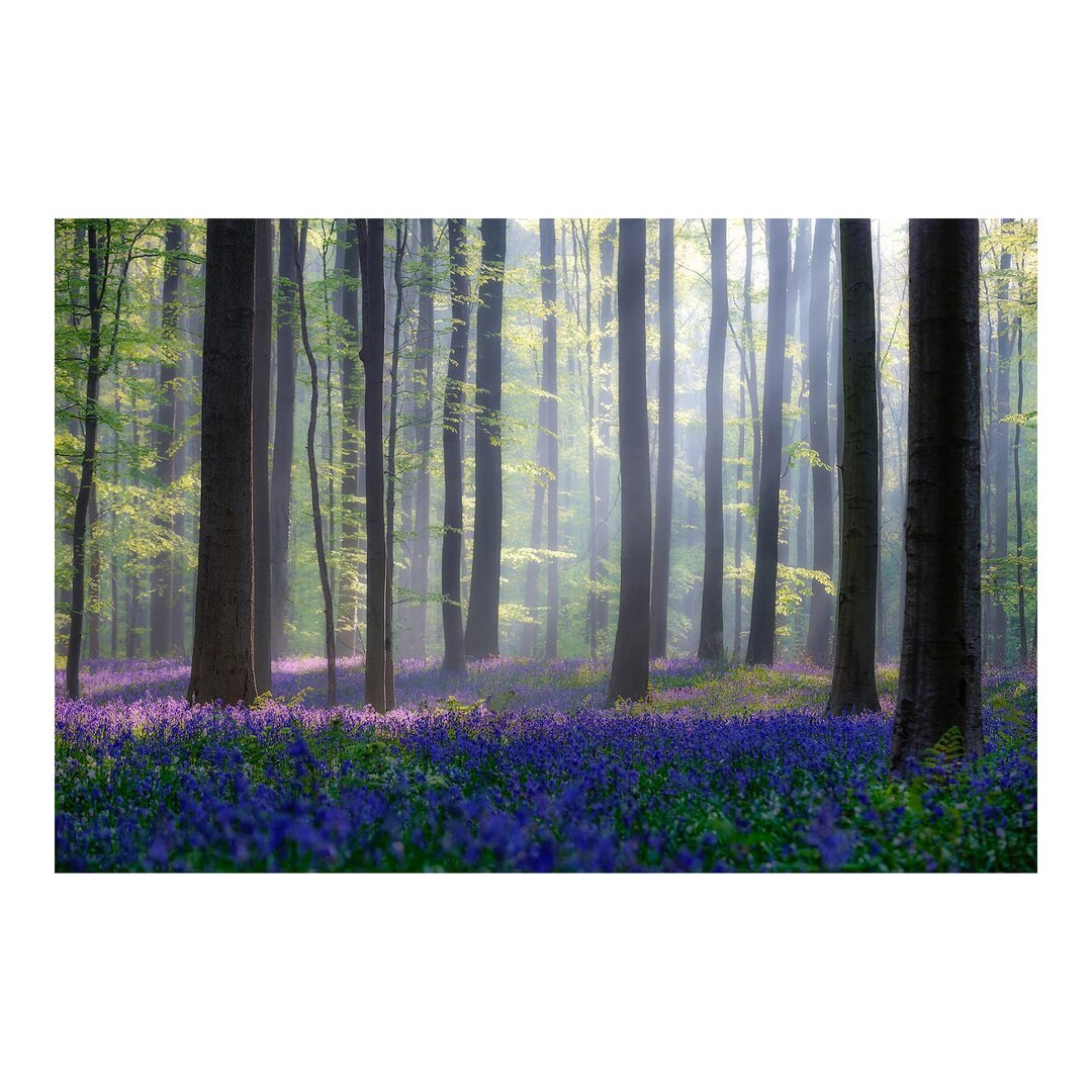 Matt Fototapete Frühlingstag im Wald 2,25 m x 336 cm