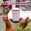Chicken Drinking Cup 8 Pack
