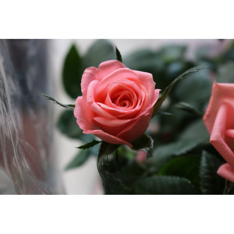 Pink Rose On Sage - Wrapped Canvas Print, 20cm H x 30cm W x 3.8cm D