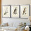 French Owls IV - reproduction sur mesure encadrée de qualité supérieure - 3 pièces-785290330-785290340