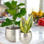 Pot à fleurs en argent