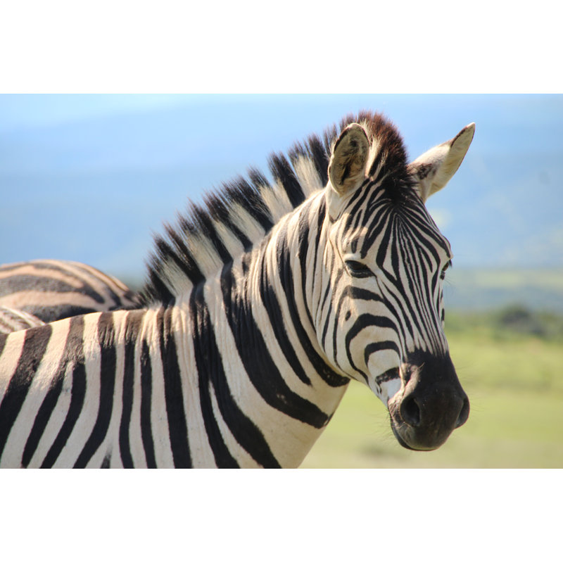 Escalera Burchell's Zebra - Wrapped Canvas Print, 81cm H x 122cm W x 3.8cm D
