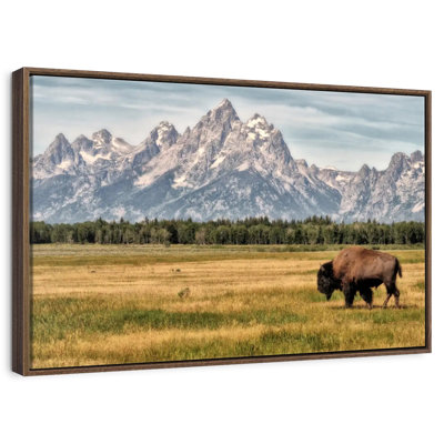 Bull Bison In Grand Teton