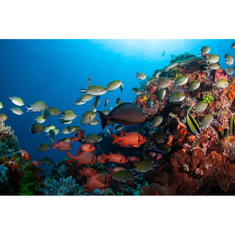 Underwater World With Fish by LuffyKun - No Frame Art Prints on Canvas, 81cm H x 122cm W
