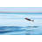 Feagin Bottlenose Dolphin by J_Knaupe - Wrapped Canvas Photograph-675745145