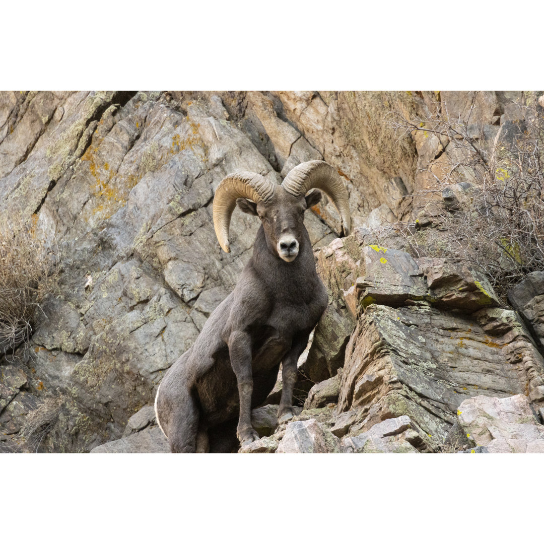 Bighorn Sheep Waterton by SWKrullImaging - Wrapped Canvas Print