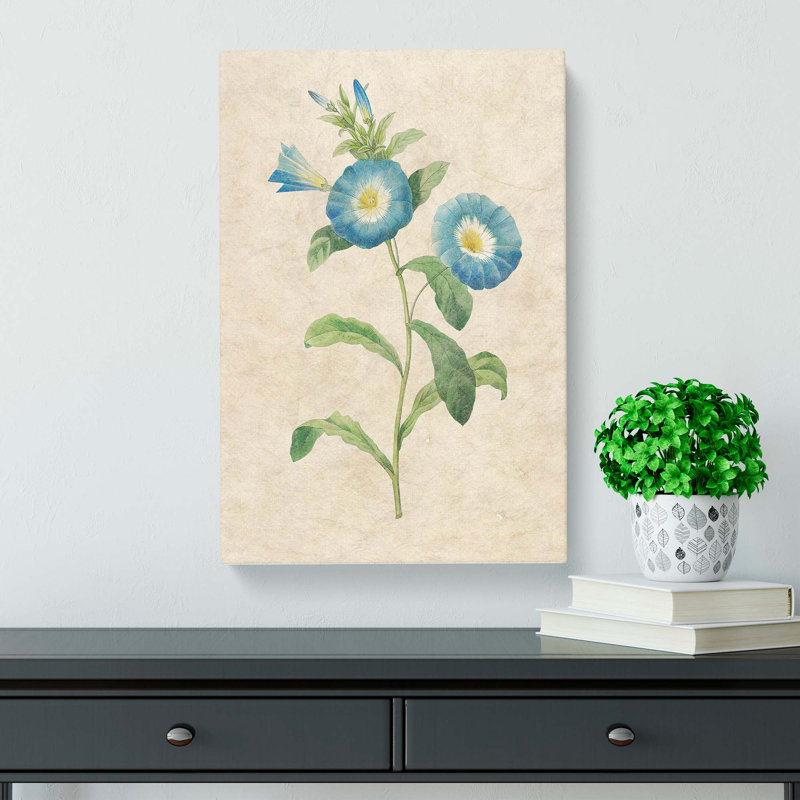 Field Bindweed Flowers by Pierre-Joseph Redoute - Wrapped Canvas, 76cm H x 50cm W x 3cm D