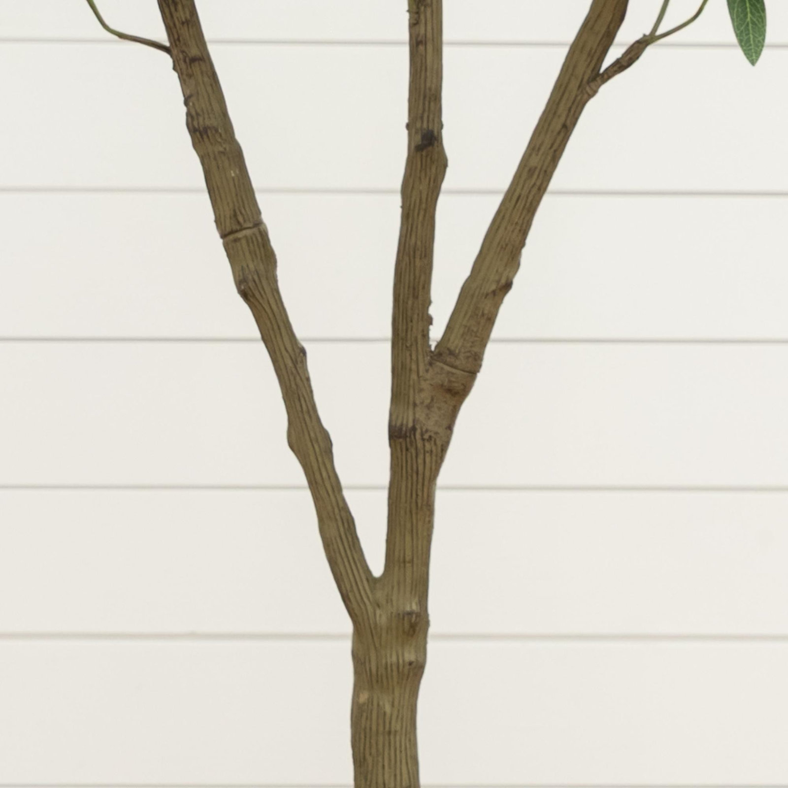 Tree, 5ft