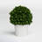 Travers Boxwood Topiary in Terracotta Pot-808365223